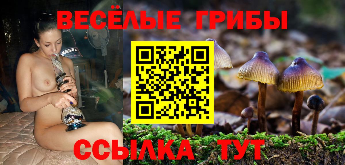 Псилоцибиновые грибы Psilocybe Сыктывкар